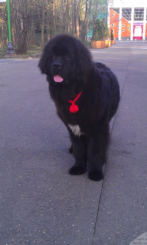 Фото: ньюфаундленд Сент Джонс Гвендолин Глориус Гарден