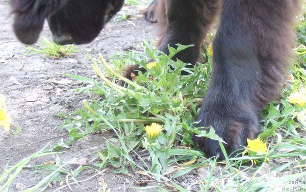 Фото: ньюфаундленд Сент Джонс Отрада