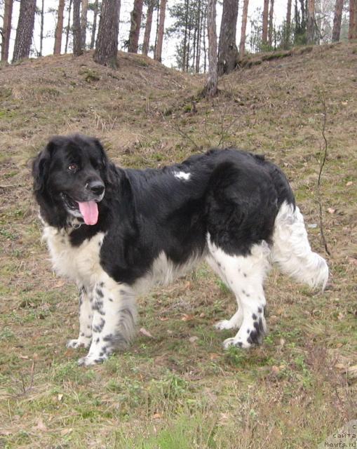 Фото: ньюфаундленд Юнона