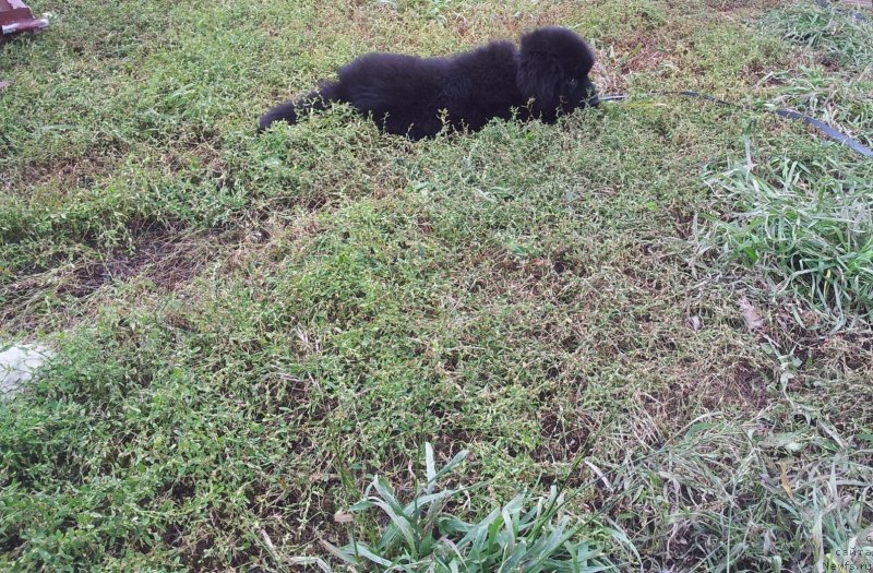 Фото: ньюфаундленд Супер Премиум Нью-Йорк