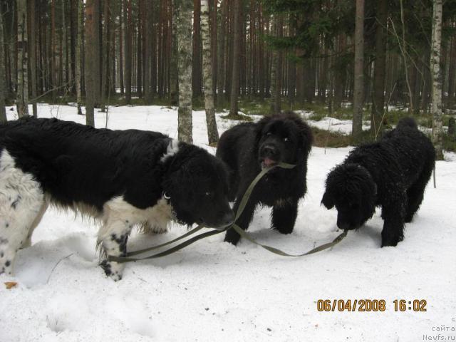 Фото: ньюфаундленд Юнона, ньюфаундленд Бесси Вечерняя Звезда, Барби пока не внесли в базу