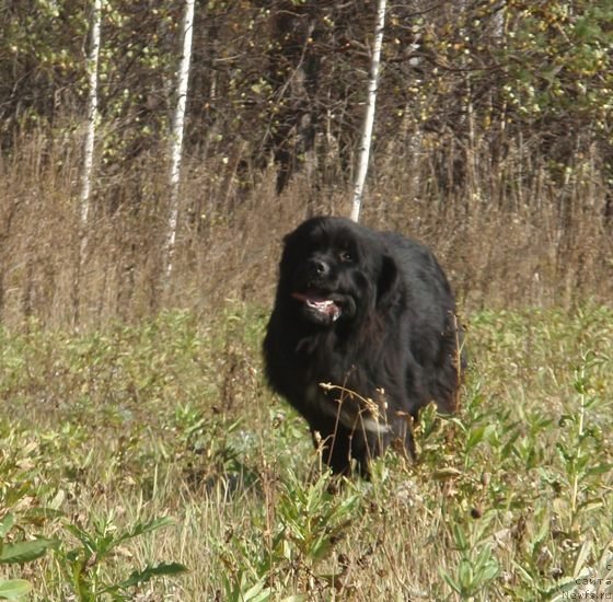 Фото: ньюфаундленд Promise To Love Midnight Bear