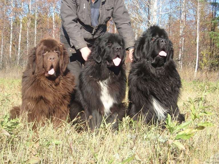 Фото: ньюфаундленд Супер Премиум Брабус, ньюфаундленд King of Helluland I'm Precious, ньюфаундленд Promise To Love Midnight Bear