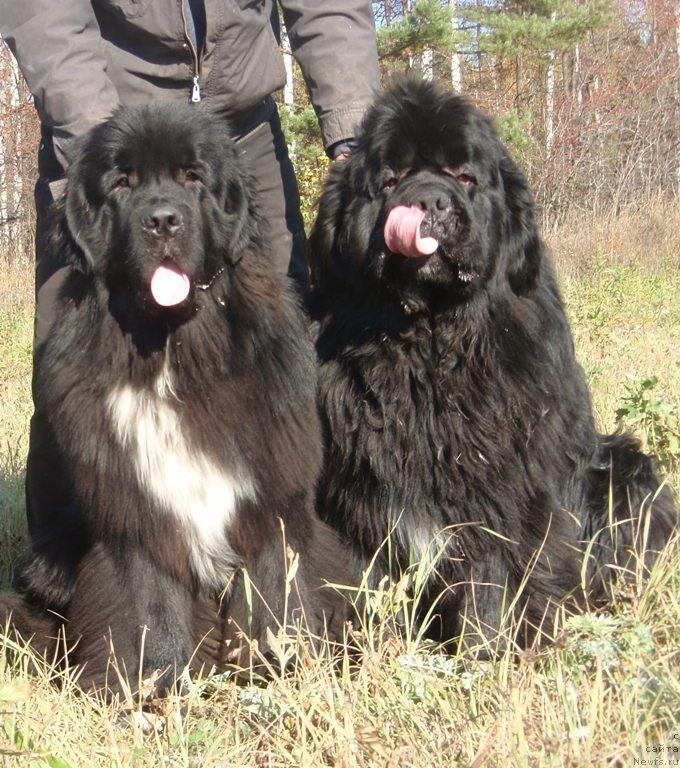 Фото: ньюфаундленд King of Helluland I'm Precious, ньюфаундленд Promise To Love Midnight Bear