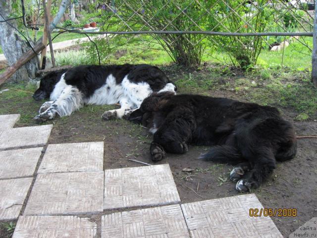 Фото: ньюфаундленд Юнона, Барби