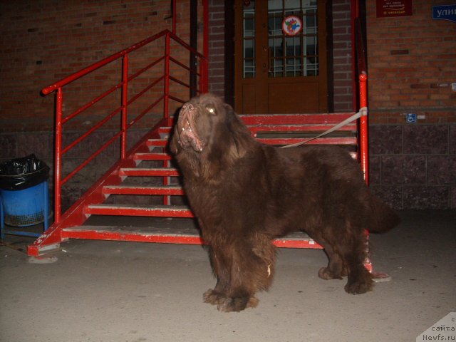 Фото: ньюфаундленд Черный Шарм Амбер Бест Дог ФО Марлеон