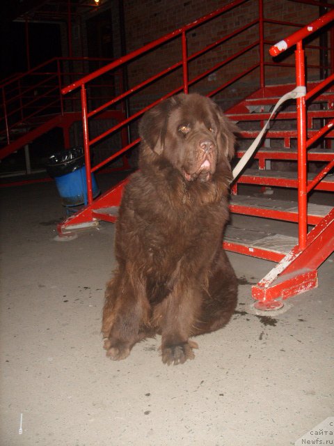 Фото: ньюфаундленд Черный Шарм Амбер Бест Дог ФО Марлеон