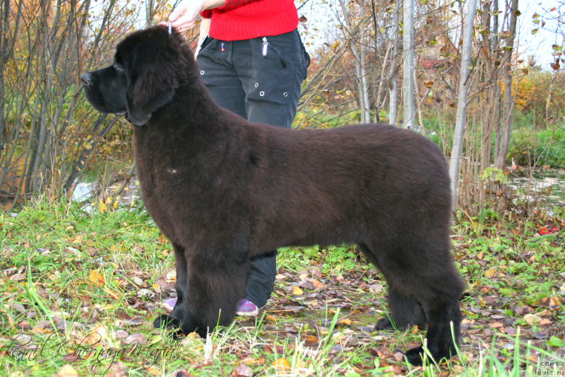 Фотография № 136372