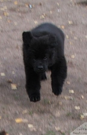 Фото: ньюфаундленд Плюшевая Панда Шакира Богиня Света (Plushevaya Panda Schakira Boginja Sveta)