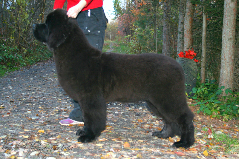 Фотография № 136375