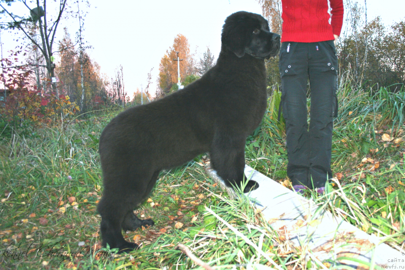 Фотография № 136378