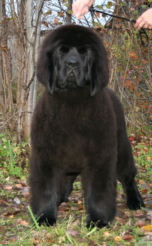 Фотография № 136380