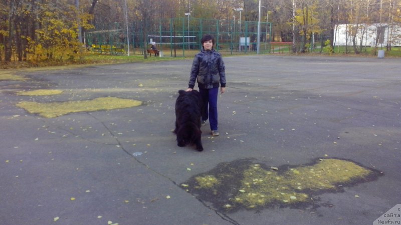 Фото: ньюфаундленд Сент Джонс Гвендолин Глориус Гарден