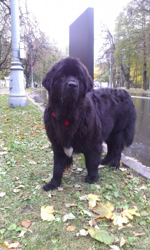 Фото: ньюфаундленд Сент Джонс Гвендолин Глориус Гарден