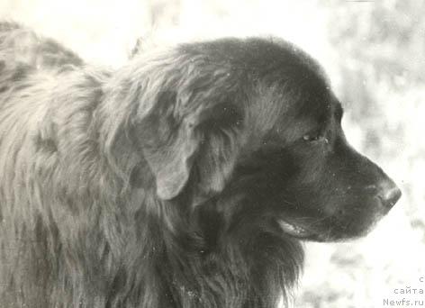 Фото: ньюфаундленд Лу Дан