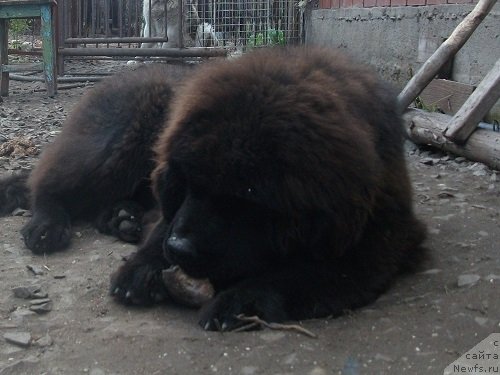 Фотография № 136405