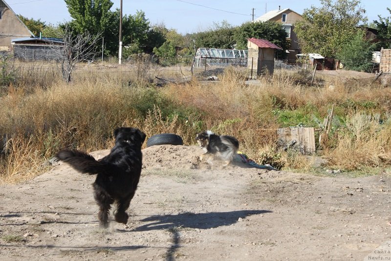Фото: ньюфаундленд Жемчуг Гранд (Zhemchug Grand)