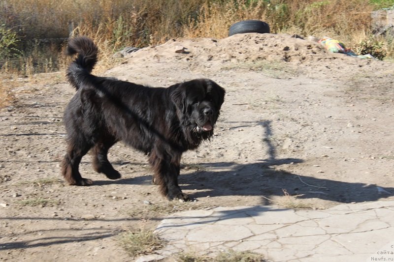 Фото: ньюфаундленд Жемчуг Гранд (Zhemchug Grand)