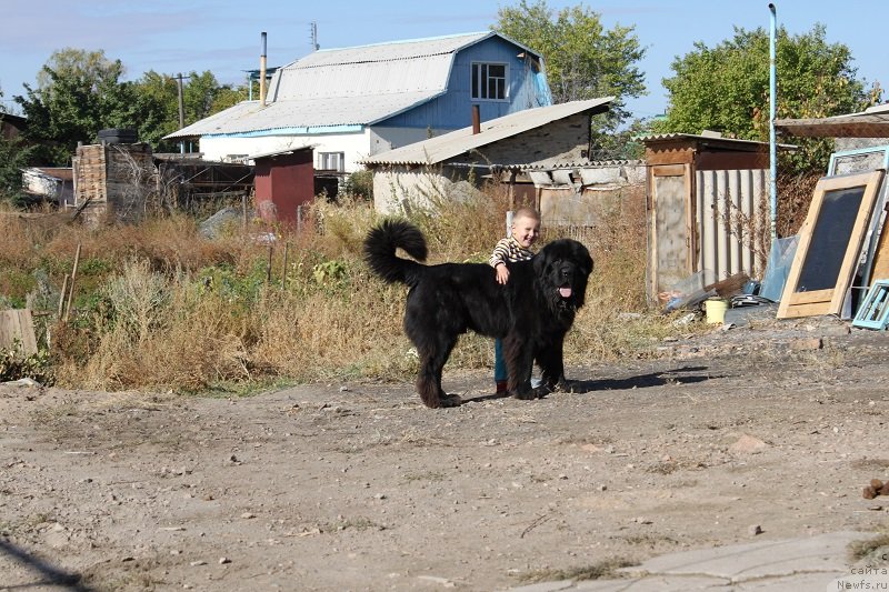 Фото: ньюфаундленд Жемчуг Гранд (Zhemchug Grand)