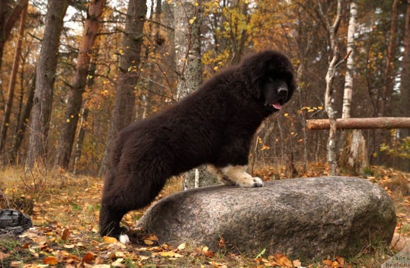 Фото: ньюфаундленд Питерньюф Омниа Винсет Амор (Piternyuf Omnia Vincet Amor)