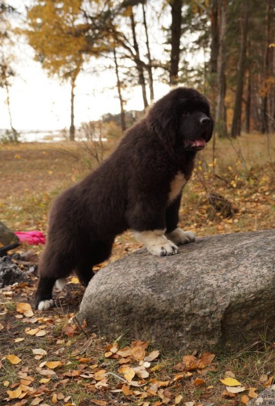 Фото: ньюфаундленд Питерньюф Омниа Винсет Амор (Piternyuf Omnia Vincet Amor)