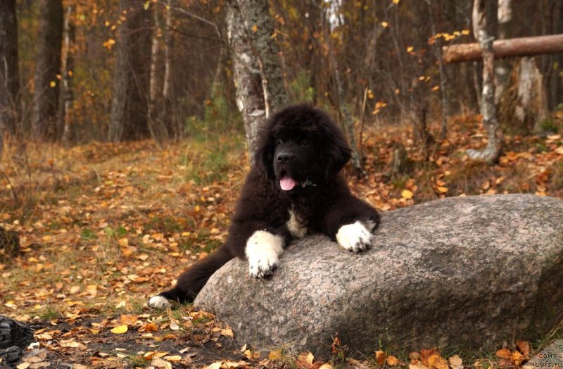 Фото: ньюфаундленд Питерньюф Омниа Винсет Амор (Piternyuf Omnia Vincet Amor)