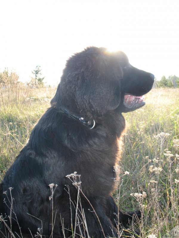 Фото: ньюфаундленд Звездная Плеяда Индус