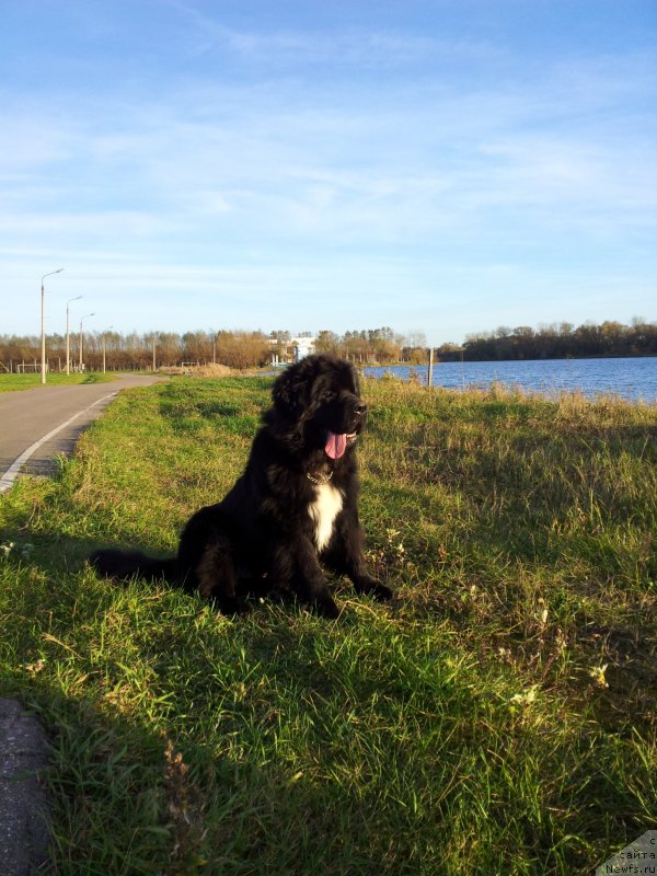 Фото: ньюфаундленд Дак Прайд Ван Гог (Dark Pride Van Gogh)