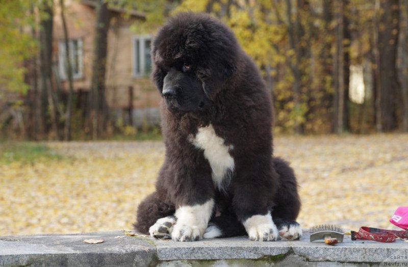 Фото: ньюфаундленд Питерньюф Омниа Винсет Амор (Piternyuf Omnia Vincet Amor)