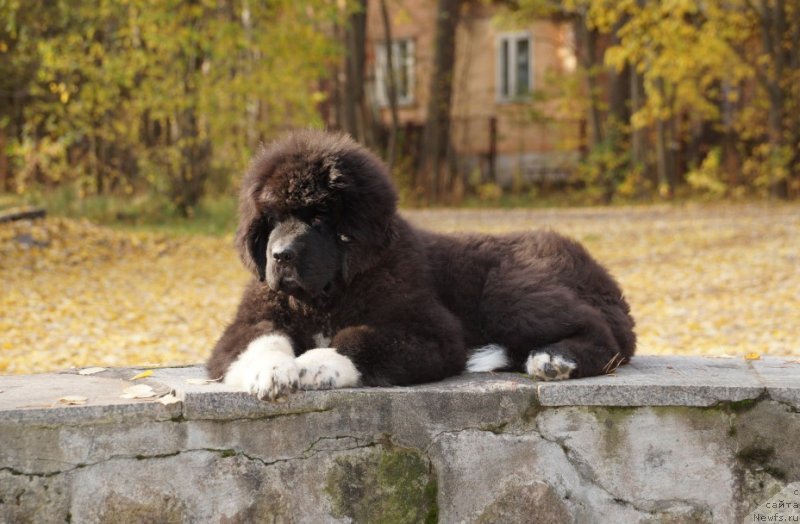 Фото: ньюфаундленд Питерньюф Омниа Винсет Амор (Piternyuf Omnia Vincet Amor)