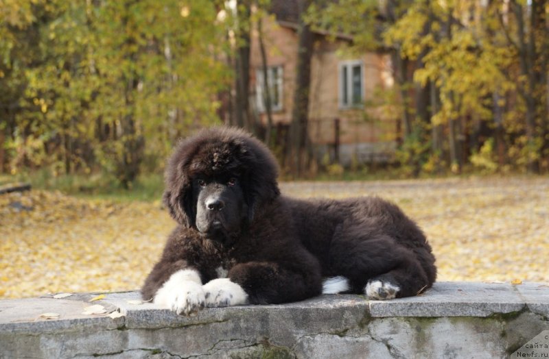 Фото: ньюфаундленд Питерньюф Омниа Винсет Амор (Piternyuf Omnia Vincet Amor)