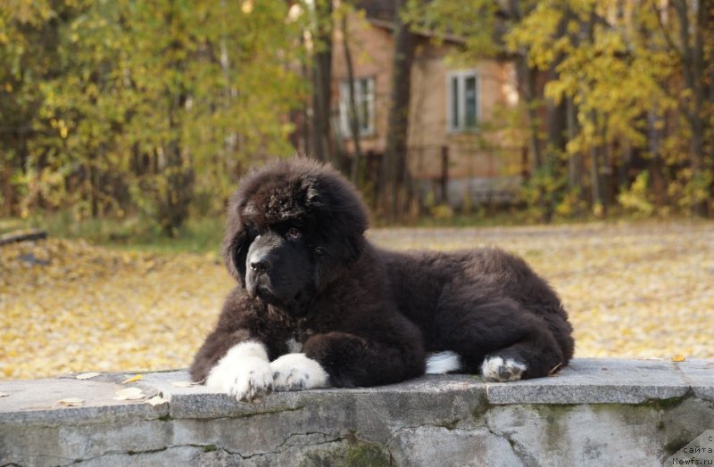 Фото: ньюфаундленд Питерньюф Омниа Винсет Амор (Piternyuf Omnia Vincet Amor)