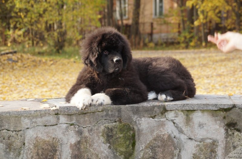 Фото: ньюфаундленд Питерньюф Омниа Винсет Амор (Piternyuf Omnia Vincet Amor)