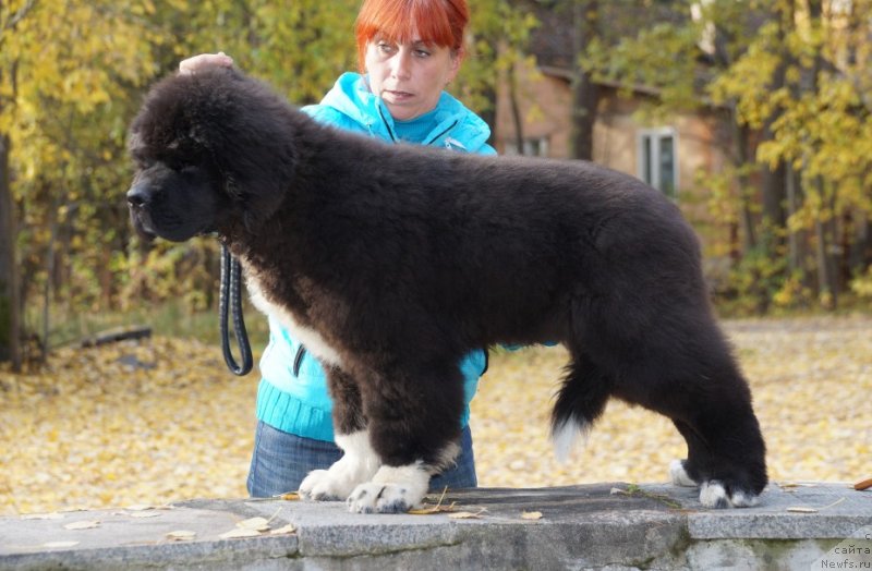Фото: ньюфаундленд Питерньюф Омниа Винсет Амор (Piternyuf Omnia Vincet Amor)