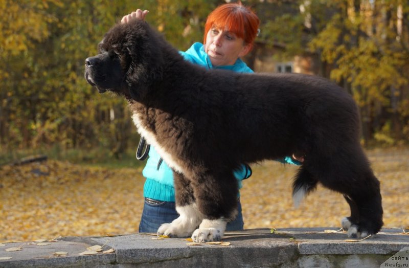 Фото: ньюфаундленд Питерньюф Омниа Винсет Амор (Piternyuf Omnia Vincet Amor)