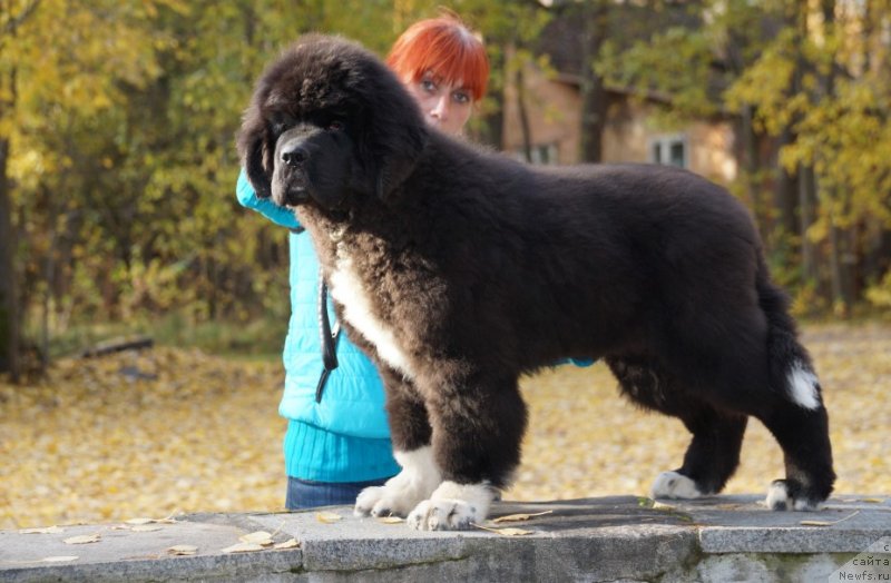 Фото: ньюфаундленд Питерньюф Омниа Винсет Амор (Piternyuf Omnia Vincet Amor)