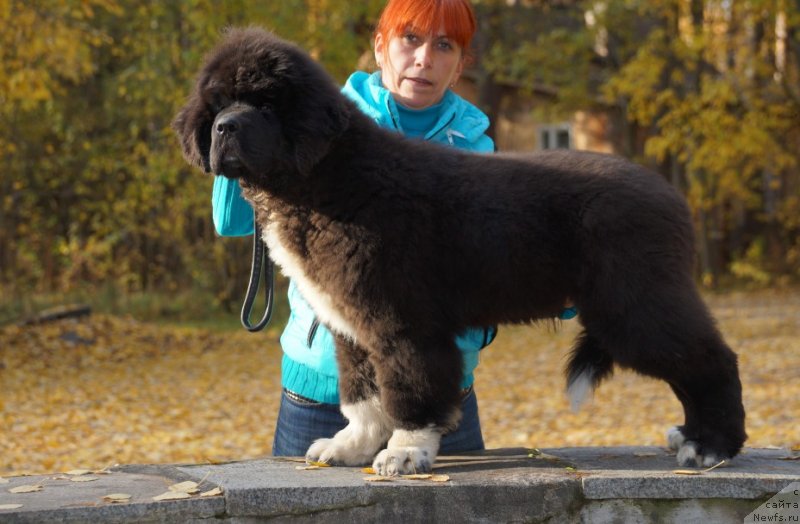 Фото: ньюфаундленд Питерньюф Омниа Винсет Амор (Piternyuf Omnia Vincet Amor)