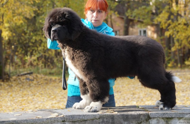 Фото: ньюфаундленд Питерньюф Омниа Винсет Амор (Piternyuf Omnia Vincet Amor)