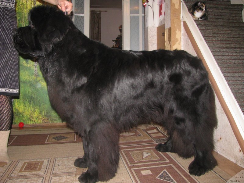 Фото: ньюфаундленд Bears Cove Lucky Break