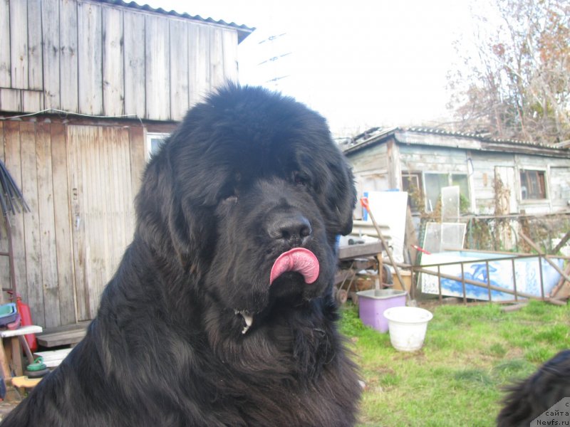 Фото: ньюфаундленд Bears Cove Lucky Break