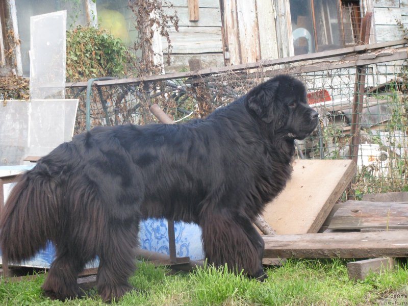 Фото: ньюфаундленд Bears Cove Lucky Break