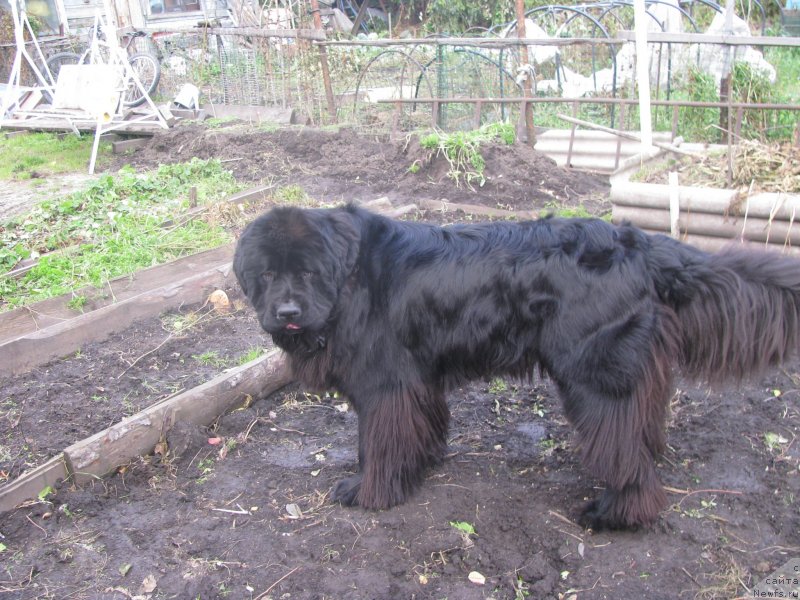 Фото: ньюфаундленд Bears Cove Lucky Break