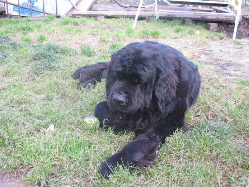 Фото: ньюфаундленд Transatlantika Nuo Ozo Kalvu