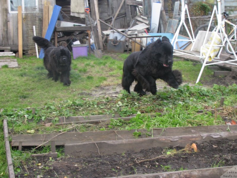 Фото: ньюфаундленд Transatlantika Nuo Ozo Kalvu, ньюфаундленд Bears Cove Lucky Break