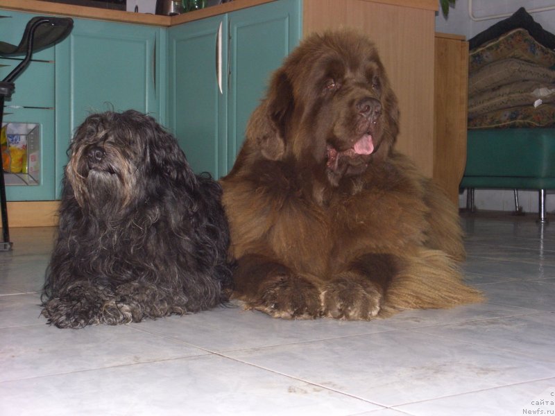 Фото: ньюфаундленд Бархатка Роскошная, Фрося