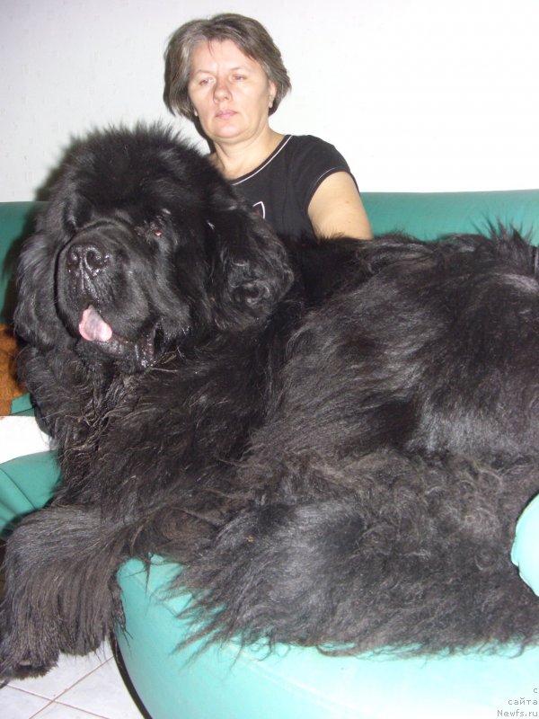 Фото: ньюфаундленд Баловень Судьбы, Светлана Пермякова