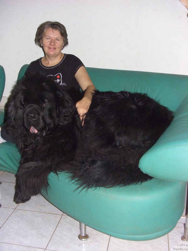 Фото: ньюфаундленд Баловень Судьбы, Светлана Пермякова