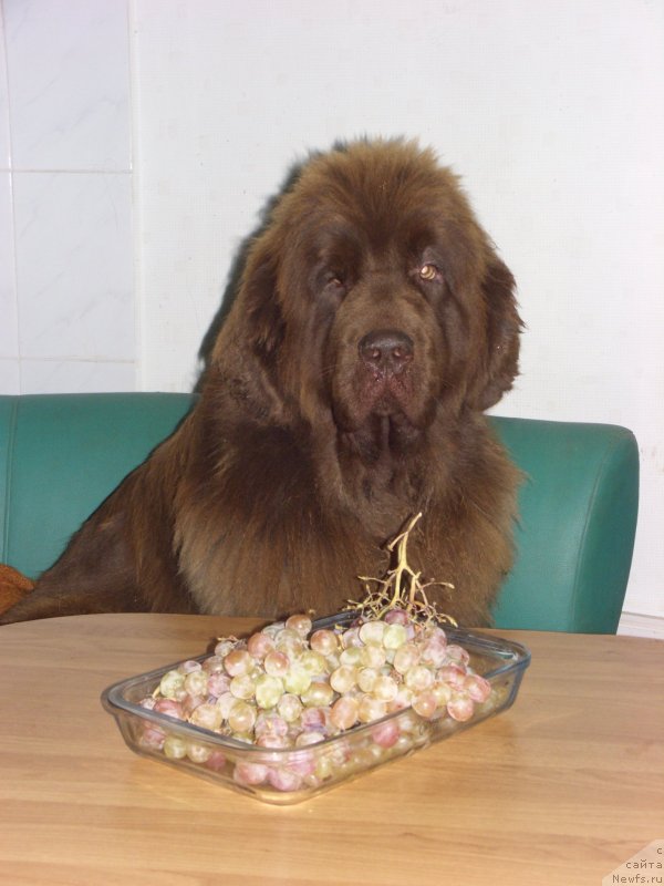 Фото: ньюфаундленд Бархатка Роскошная