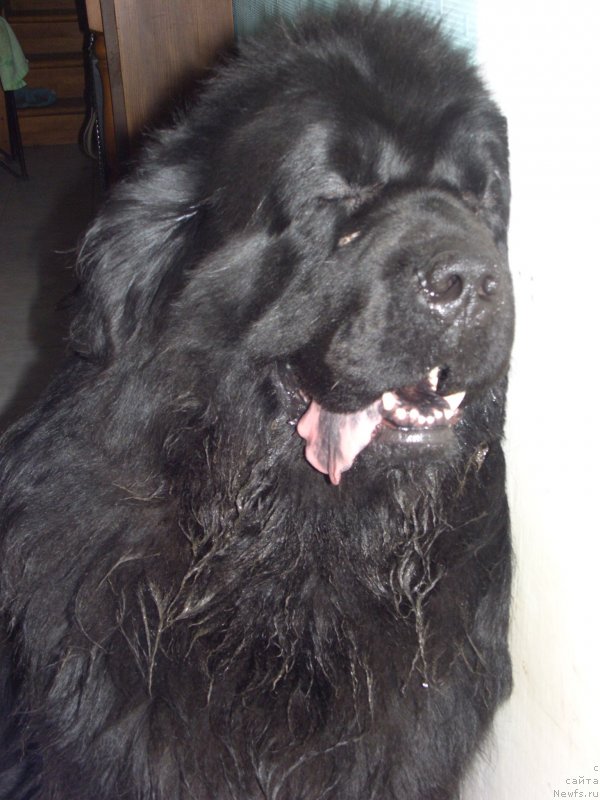 Фото: ньюфаундленд Баловень Судьбы