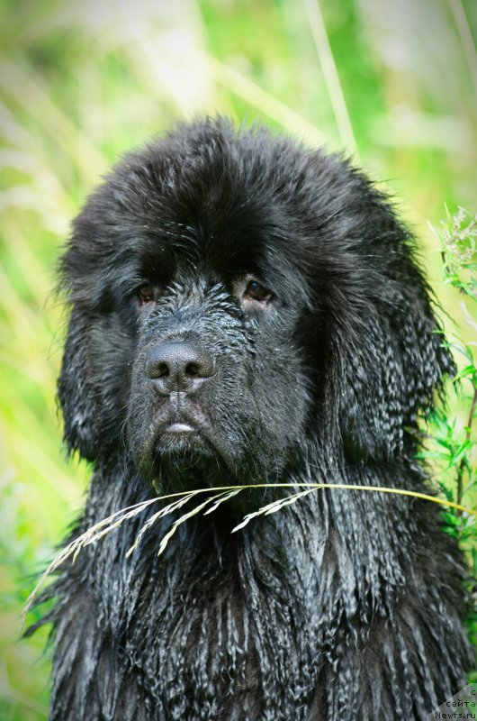 Фото: ньюфаундленд Сафари Шамба Климовна